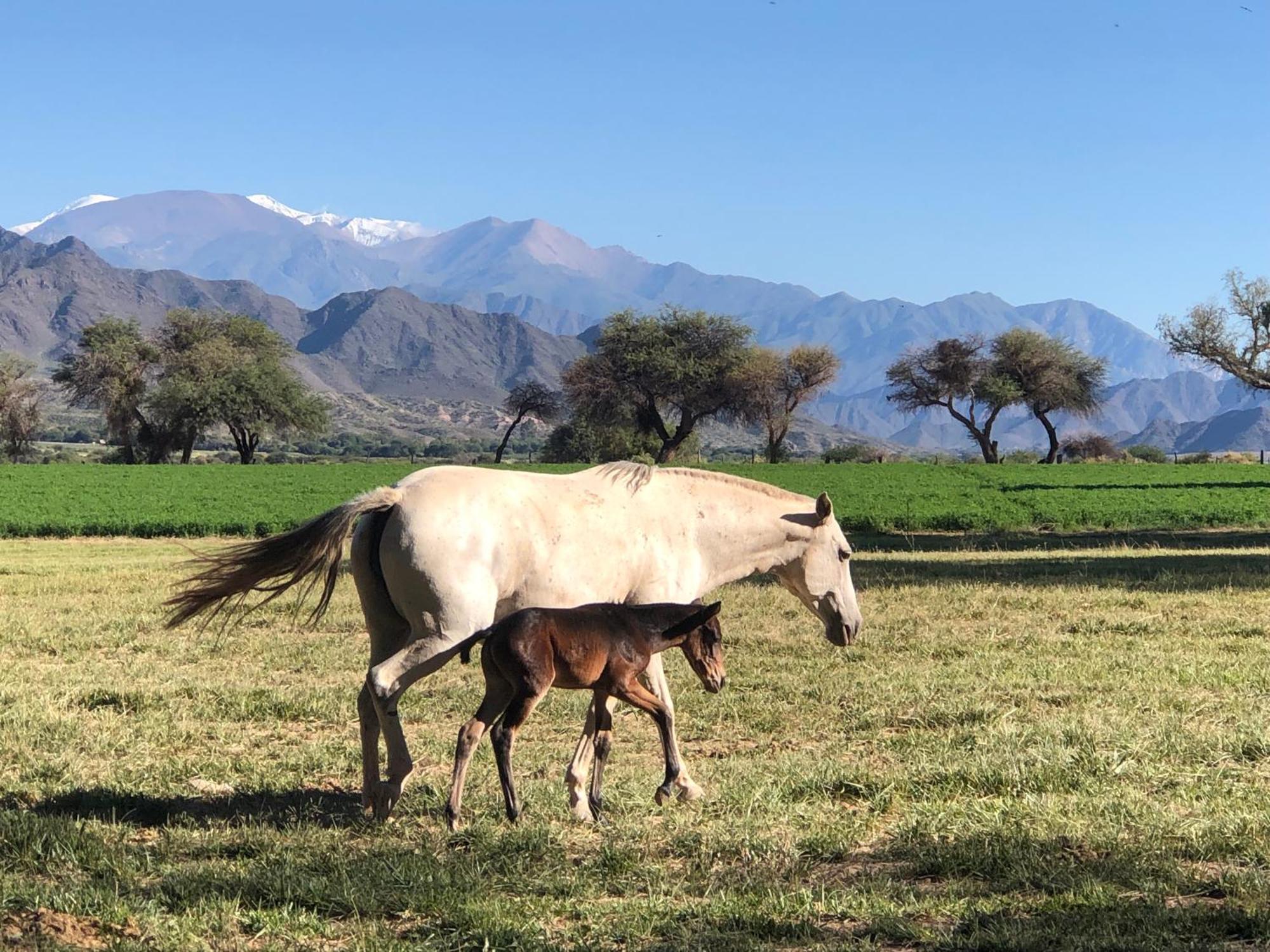 Banda Grande - Horse & Hiking Safaris Lodge *