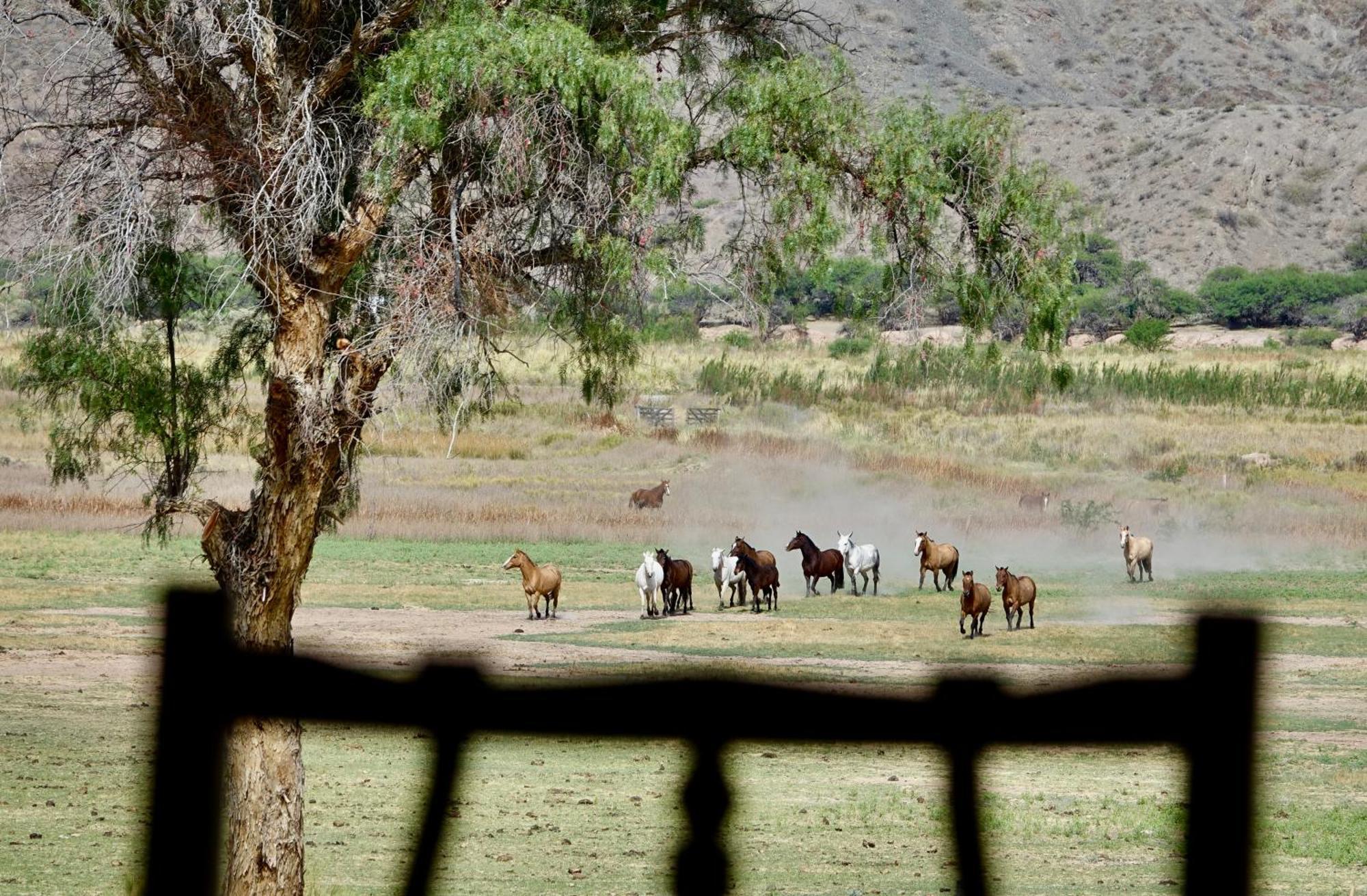 Banda Grande - Horse & Hiking Safaris Molinos