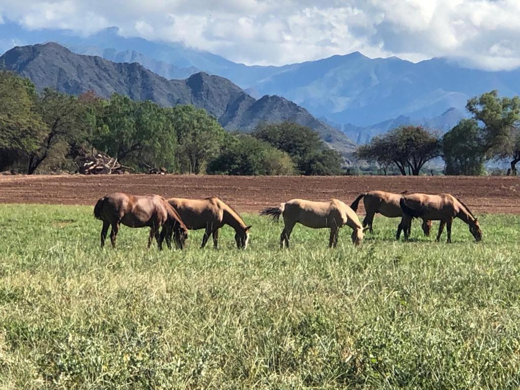 Banda Grande - Horse & Hiking Safaris Lodge